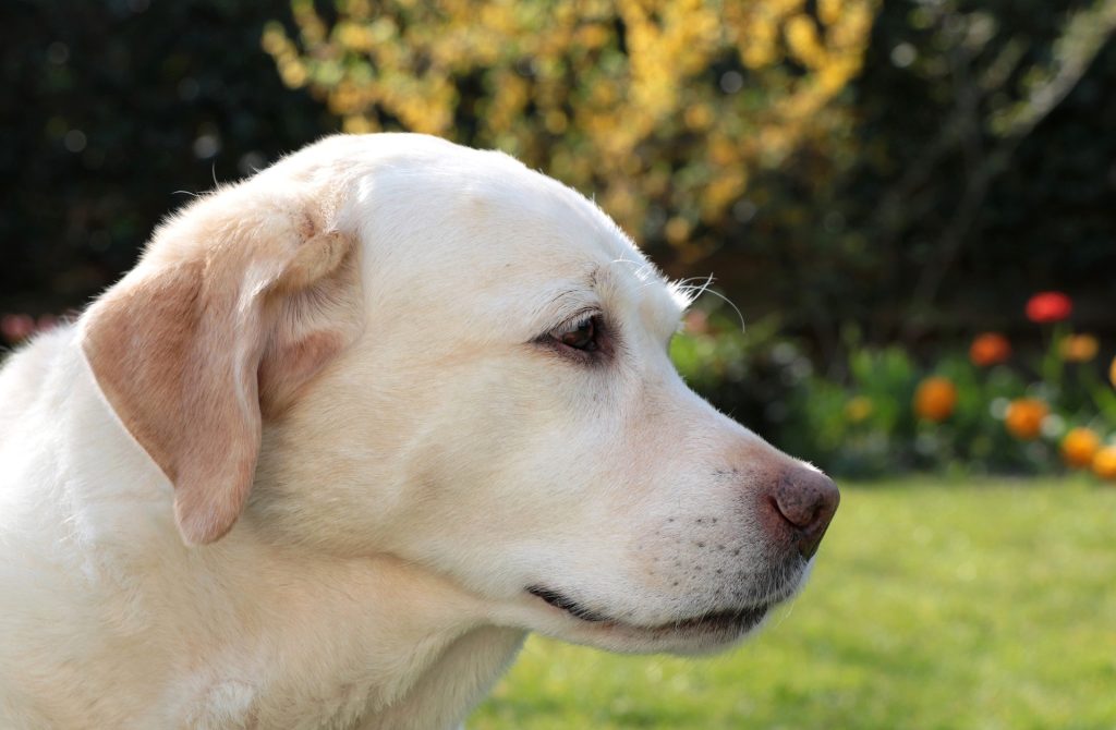 labrador retriever